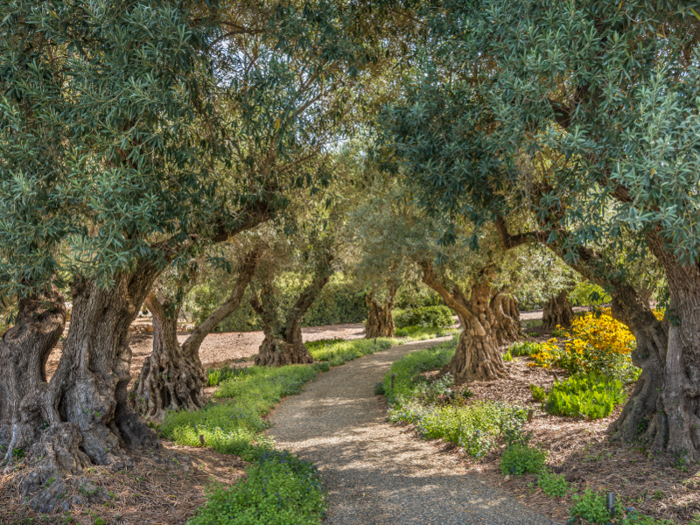 The house is surrounded by ancient oak and olive trees.