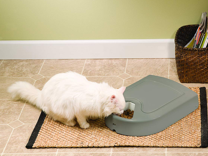 The best budget automatic pet feeder