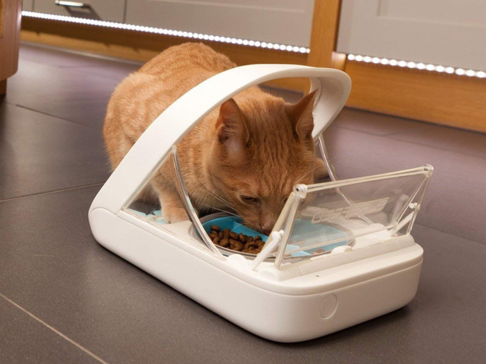 The best automatic feeder for wet food