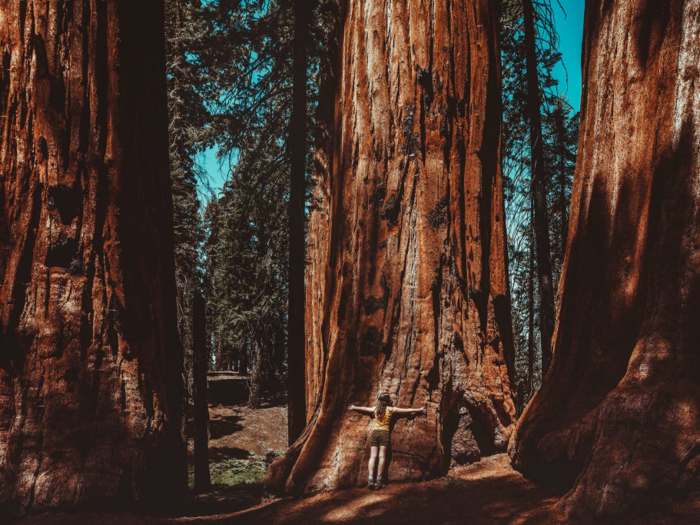 The state with the most national forests is California.