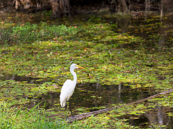 There are more than 7 million acres of wetlands in the US National Forest System.