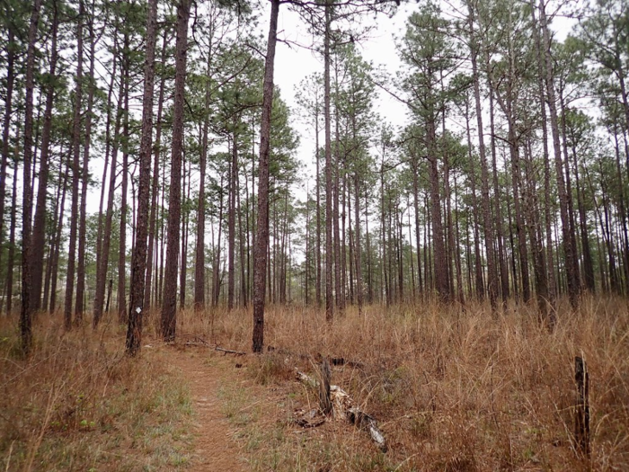 One of the smallest forests is Tuskegee in Alabama.