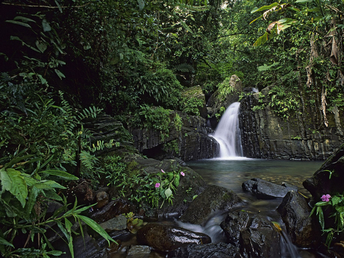 El Yunque in Puerto Rico is the only tropical rainforest in the National Forest System.