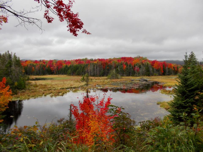 One of the newest national forests, Finger Lakes, was established in 1985.