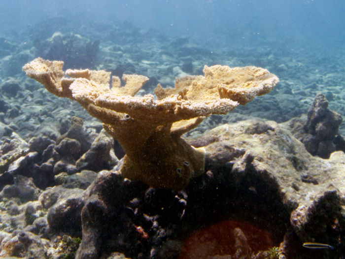 Some elkhorn coral in Florida and the Caribbean are more than 5,000 years old.