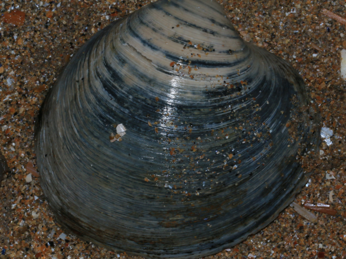 An ocean quahog clam named Ming lived to be over 500 years old.