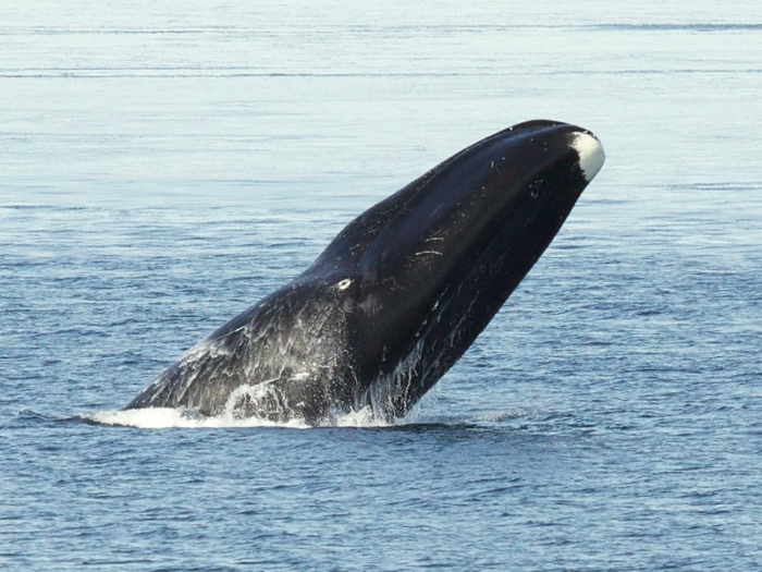 Bowhead whales can live for over 200 years. One particular bowhead was estimated to be 211.