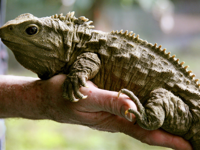 The tuatara, sometimes referred to as a "living fossil," lives for upwards of 100 years. One of the oldest members of the species, called Henry, is over 120.