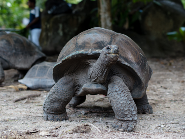 Jonathan, a giant tortoise born in the Seychelles islands, is 187 years old.