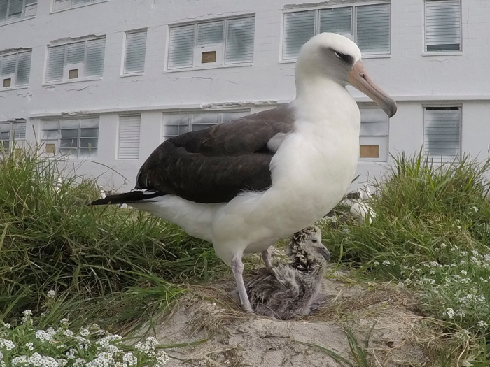 The longest-living albatross is at least 68 years old.
