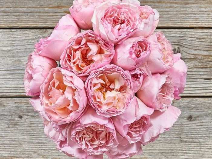 Garden roses