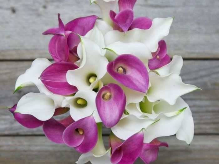 Mini calla lilies