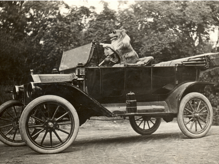 Some dogs even enjoyed a ride in the famous car.