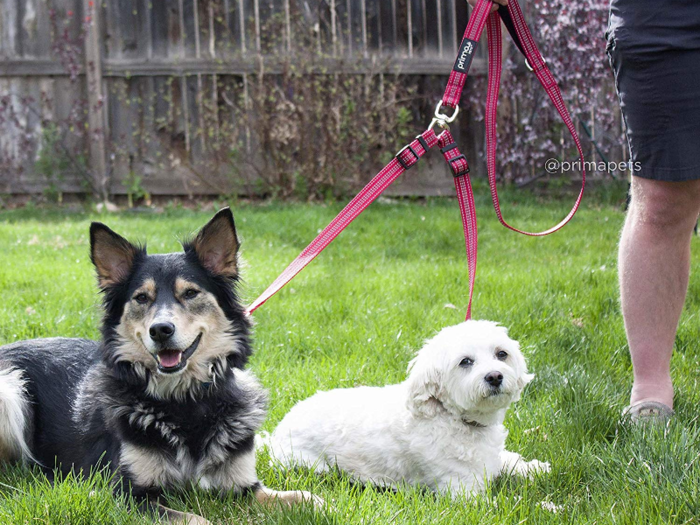 A double dog leash for twice the fun