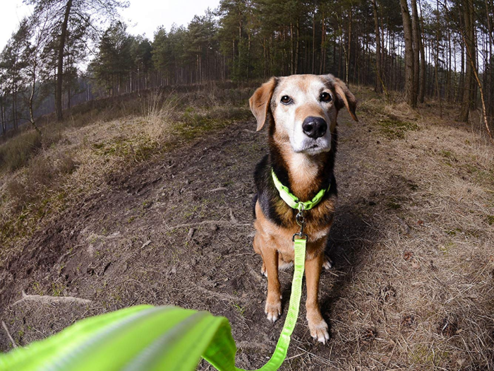 An LED collar so you can always keep track of them