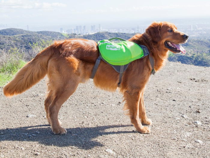 A backpack your dog can wear