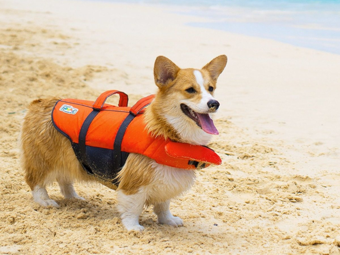  A dog-friendly flotation device 