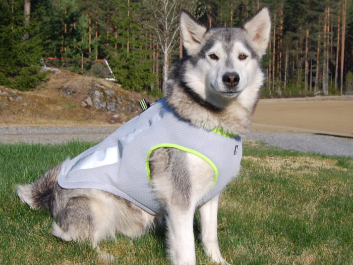 A vest to keep them cool on hot days