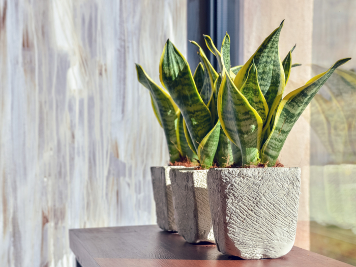 Buy: Sansevieria