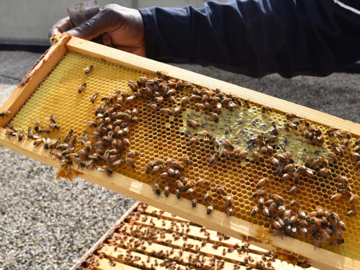 6. Fresh honey made by on-site bees