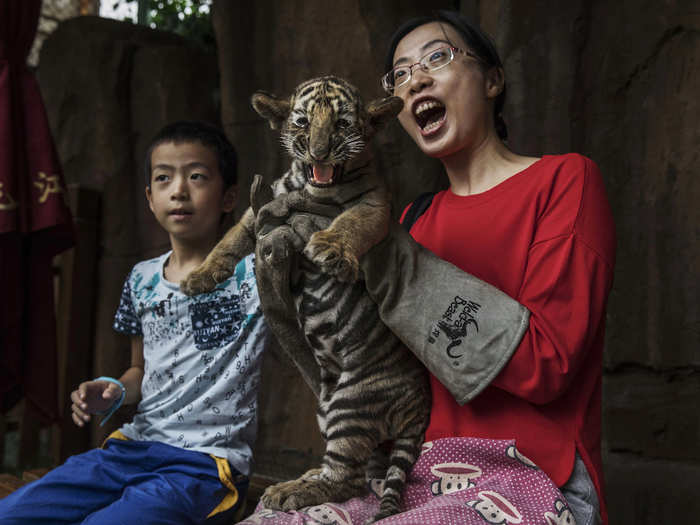 China recently reopened a legal market in endangered tiger and rhino parts