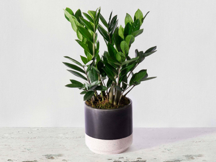 A no-hassle plant