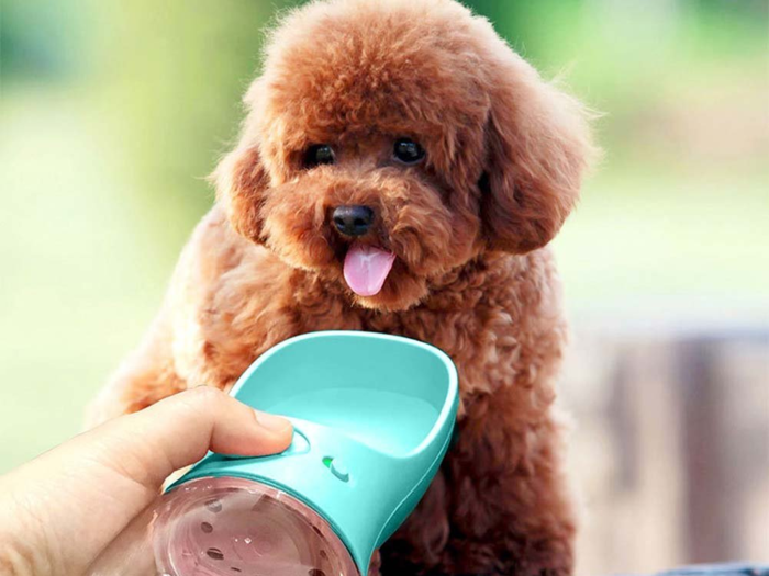 A dog-friendly water bottle