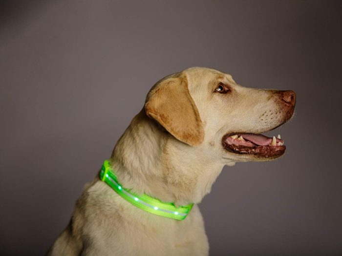 An LED light collar