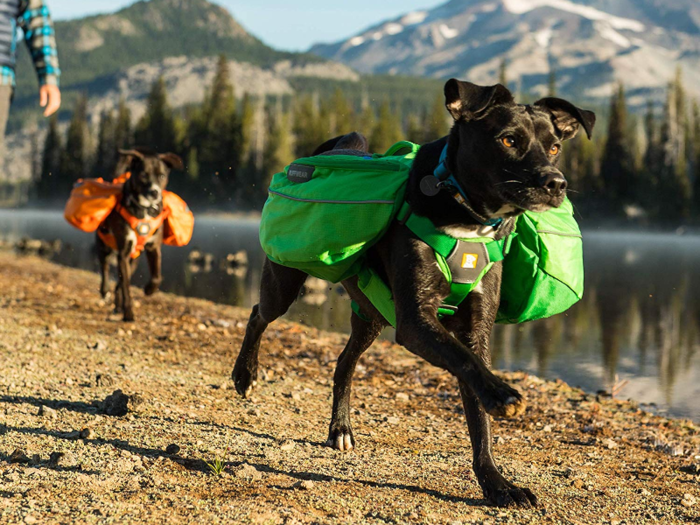 A backpack designed for dogs