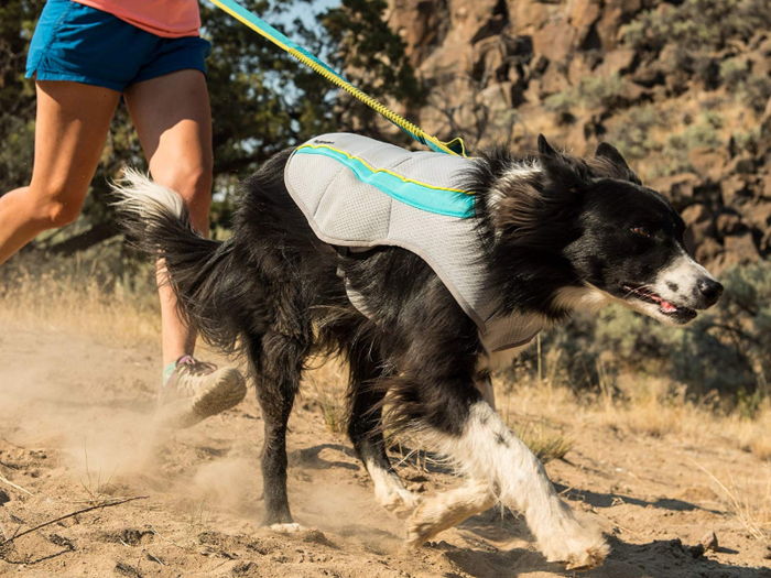 A vest to regulate your dog