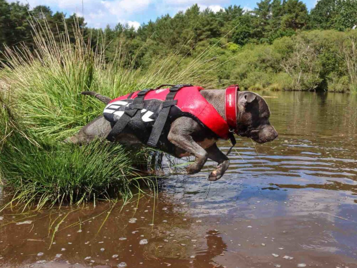 A doggo life vest