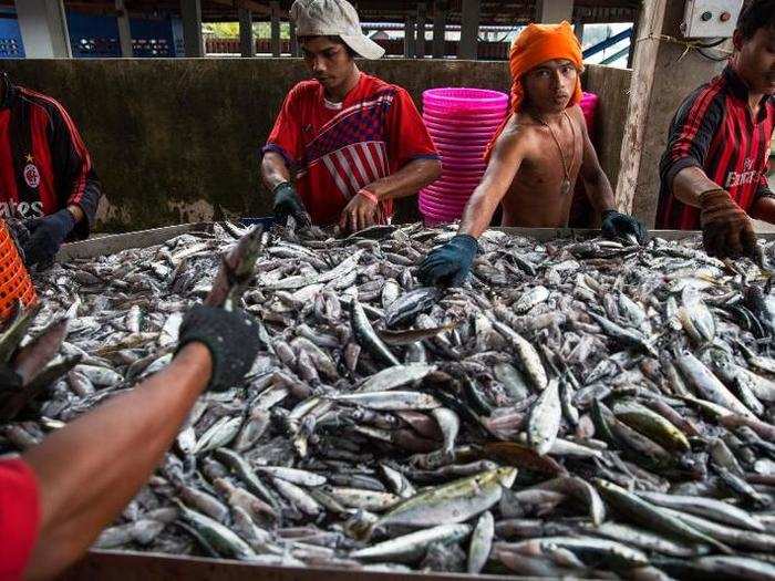 Changes in how people farm and fish are also causing problems. In 2015, one-third of global marine fish stocks were harvested at unsustainable levels.