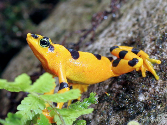  More than 40% of all amphibian species (that includes frogs, toads, salamanders, and newts) are threatened with extinction. 