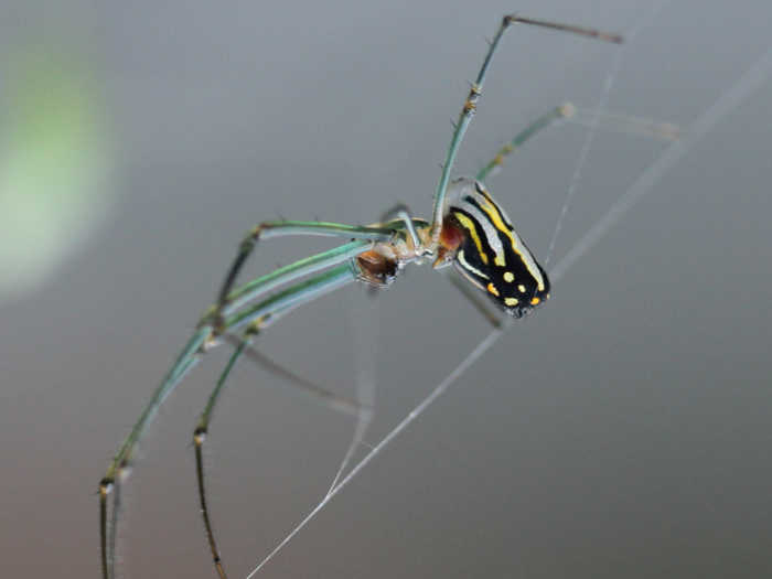 A type of Costa Rican wasp also targets spiders as hosts for its larvae.