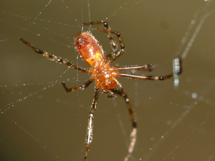 An Ecuadorian wasp can turn a spider into a zombie that does its bidding.