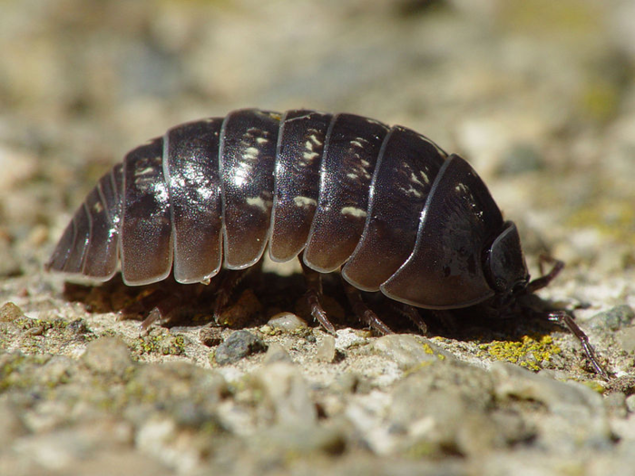 Parasitic worms force pill bugs to become easy prey for birds, since the worms need to be inside the birds