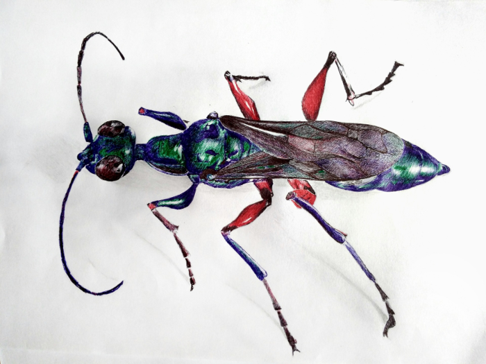 The Emerald cockroach wasp can turn cockroaches into passive hosts for its larvae.