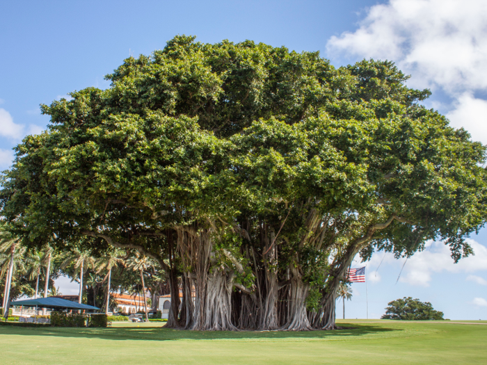 Next to the club house is a massive Banyan tree.