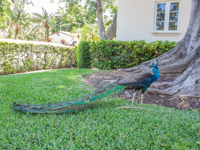 Most impressive were the free-roaming peacocks, whose calls could be heard echoing across the island.