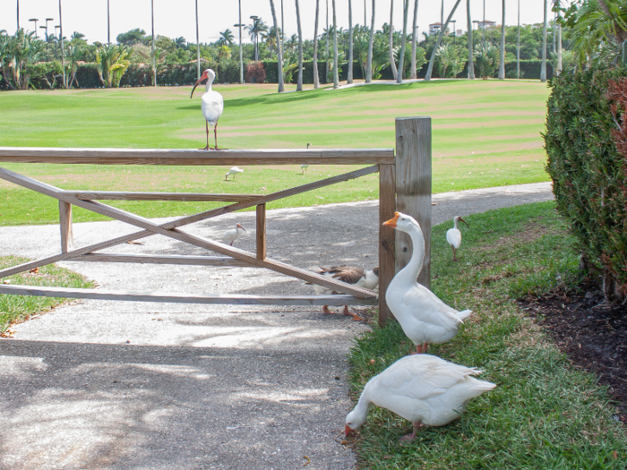 In fact, beyond the aviary, I was surprised to find that I saw more wildlife than people on my tour of the island.