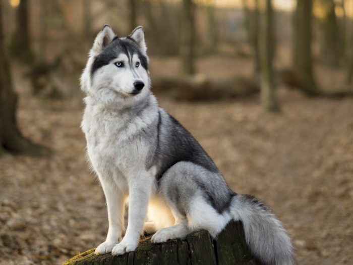 The complex is pet-friendly, which meant Holmes and Evans could live there with their Siberian husky. The dog, named Balto, reportedly served as the mascot for Theranos during the company