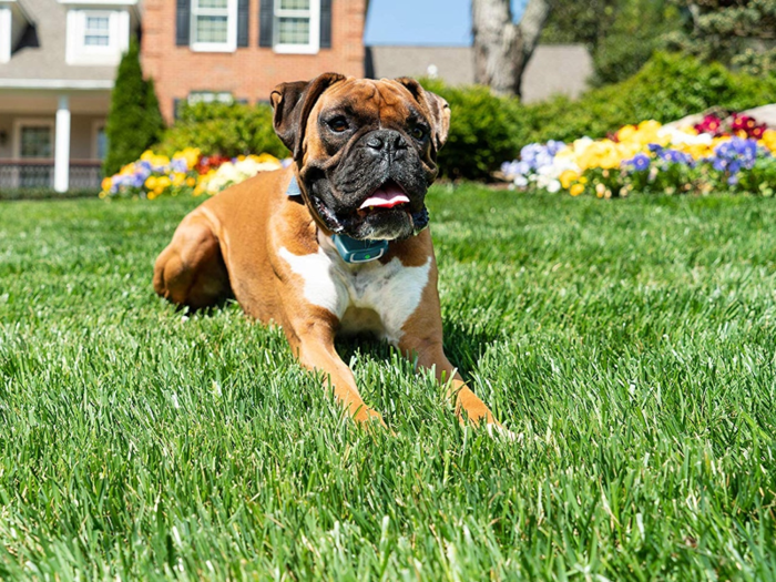 The best spray bark collar