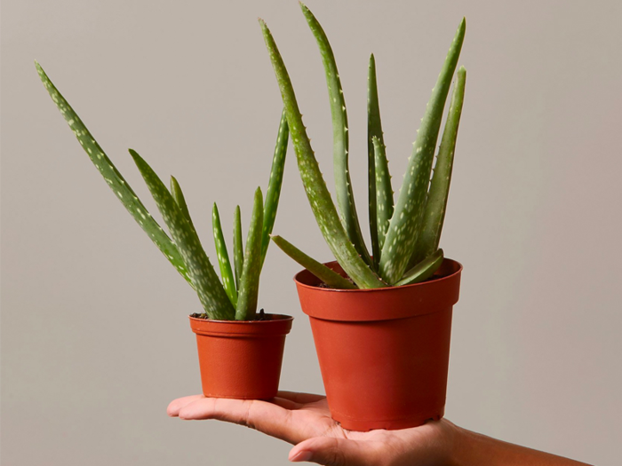 A tabletop plant