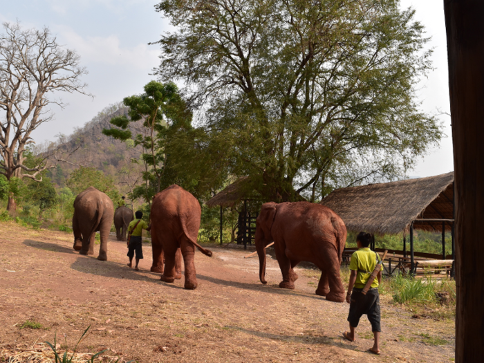 Adult elephants only need about two or three hours of sleep every night. Sometimes they get it all in one big nap, or they might have two shorter snooze sessions, punctuated by more munching.