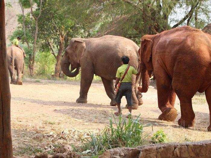 Most of the elephants