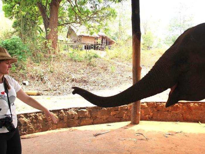 After a long day of bathing and eating at camp, it was time for the elephants to retire to the forest for the night. That