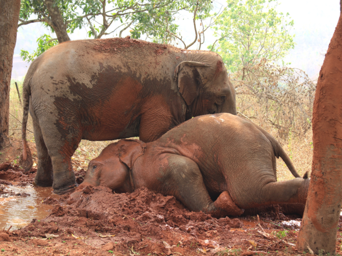 After their bath, the elephants rolled around in mud to coat their skin, which also helps keep them cool.