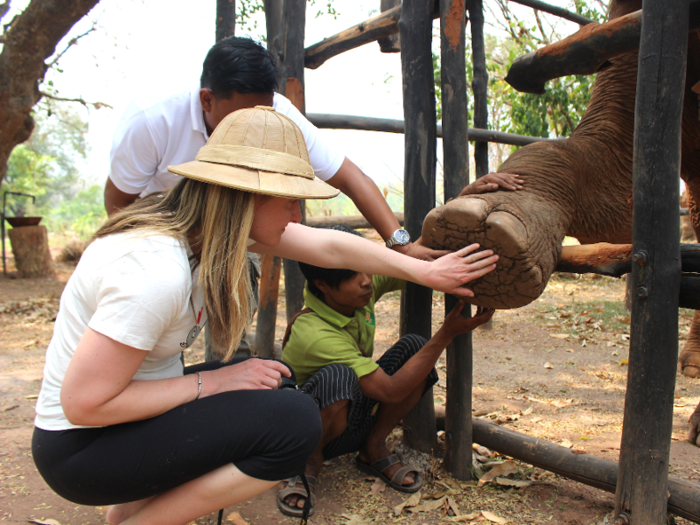 In the 100-degree Fahrenheit heat of Myanmar, elephants also rely on their floppy ears to cool themselves down.