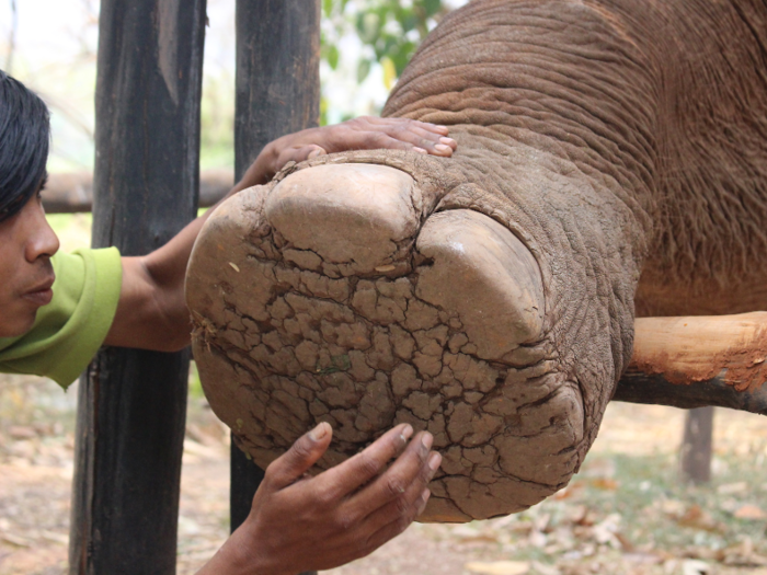 Elephant toes are especially important because the animals don