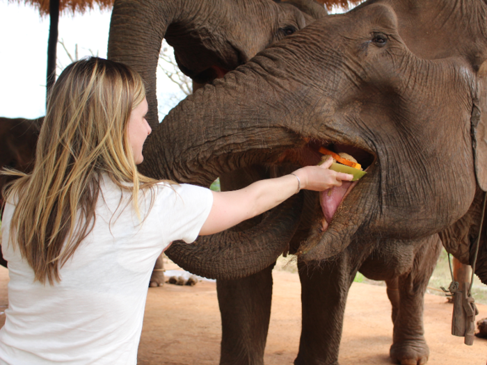 Overall, living in the camp gives elephants a more stable food source than they would otherwise find, and it also protects them from poaching. Elephant skins are increasingly being used in medicine and jewelry sold on the black market in China.